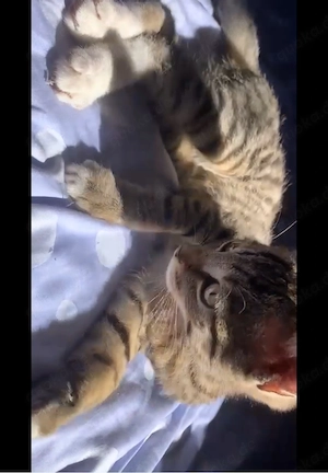 katze zu verkaufen 