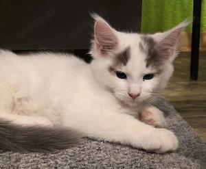 Maine Coon Kitten 
