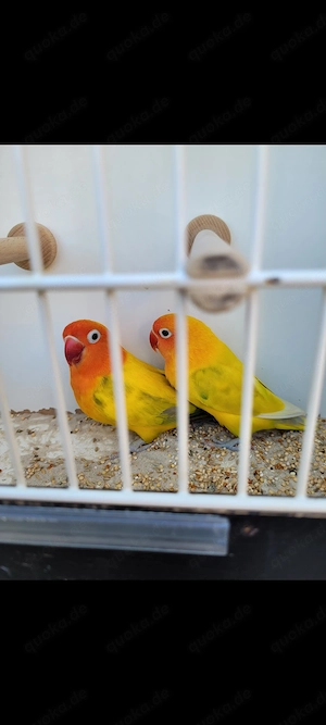 Zuchtaufgabe Pfirsichköpfchen 
