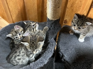 Verkaufe 3 süße Katzenbabys