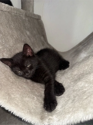 Baby Katze abzugeben 