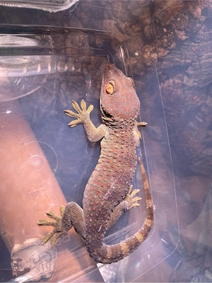 2 Tokeh Gecko Weibchen abzugeben 