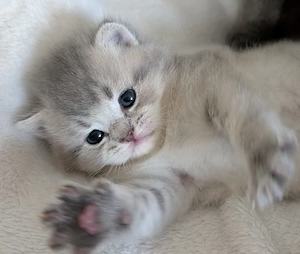 Süße BKH Kitten in liebe volle Hände abzugeben 
