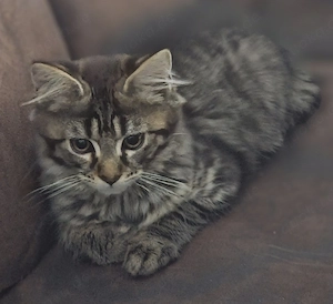 main coon kitte der letzte kleine racker 