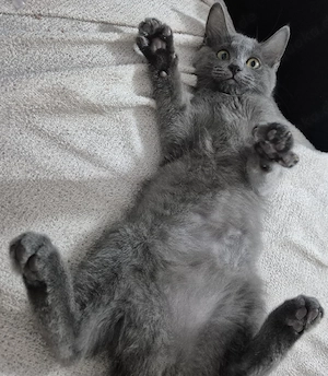 Katze Kitten- lieb und zutraulich 