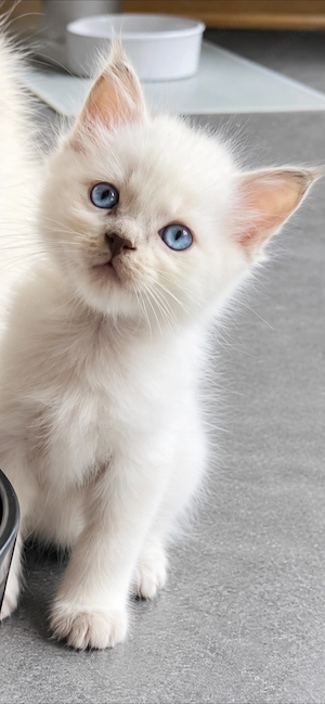 Heilige Birma Siam Blue Point kitten