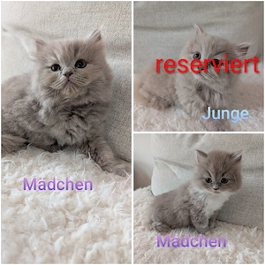 Britisch Langhaar Kitten 