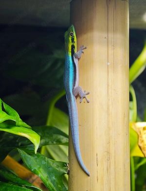 Blauer Bambus Taggecko (Phelsuma klemmeri) abzugeben