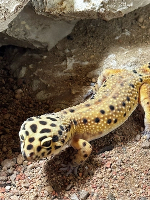 0.1 Eublepharis macularius "Tangerine" - DNZ 2022