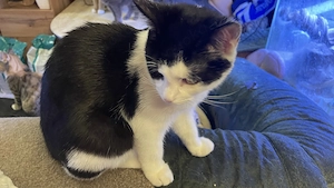 Maikater sucht liebevolles zu Hause