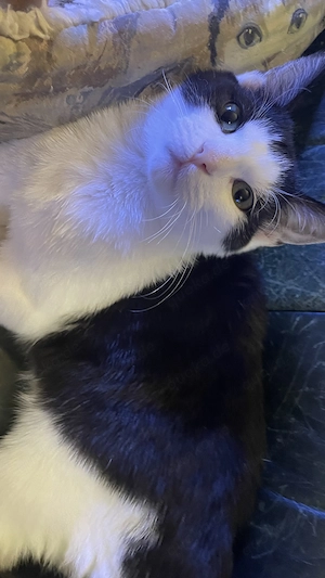 Maikater sucht liebevolles zu Hause