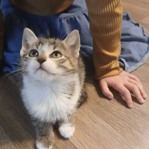Katze, Katzenbaby, Babykatze