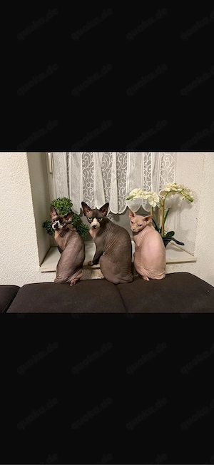 Sphynx Katzen 3er -Gruppe