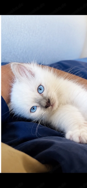 Heilige Birma Siam Blue Point kitten
