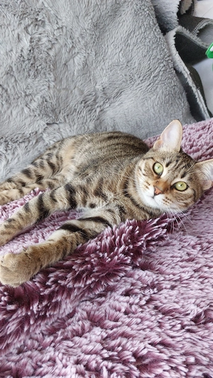 Kater sucht ein liebevolles Zuhause 