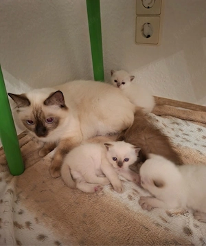 Kitten ab 22.11. abzugeben 