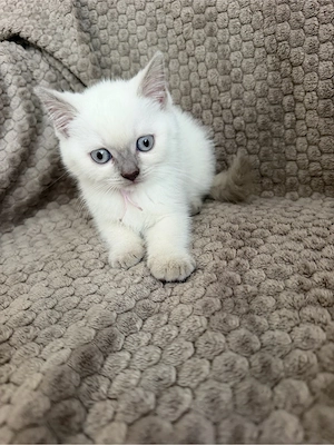 Nur noch 1BKH Kitten Mädchen Abgabebereit 