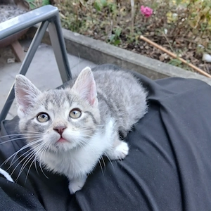 Katzenbaby, Babykatze, Katze, Kater