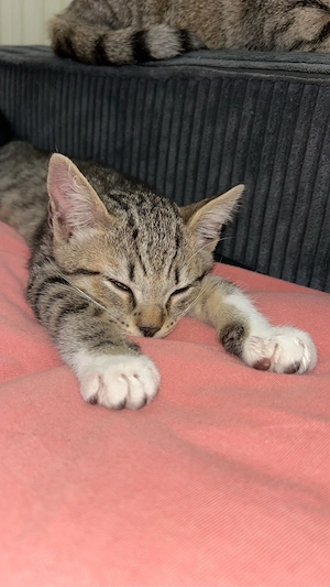 Kitten zu verkaufen 