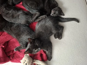 katzenbabys