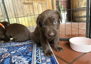 Wunderschöne Labrador Welpen suchen ein liebevolles Zuhause!