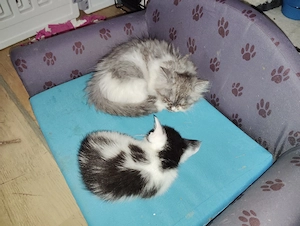 Ragdoll BLH Kartäuser 