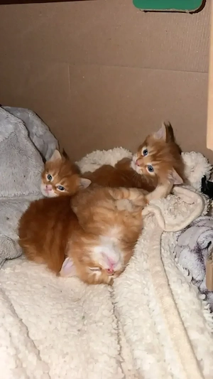 Maine Coon Kitten Rot