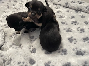super süße Chihuahua Welpen