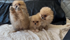 pomeranian zwergspitz welpen mannlich 