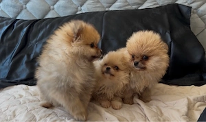 pomeranian zwergspitz welpen  mannlich 