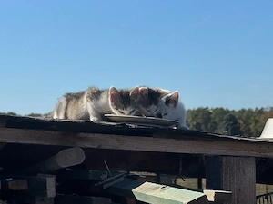 Kitten von Garten- Hofkatze abzugeben 