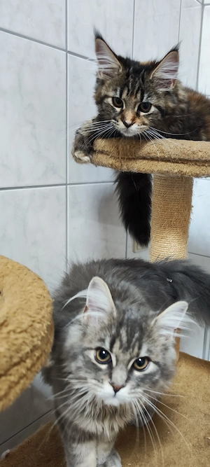 Maine Coon mit dem leichten Hauch der BlH