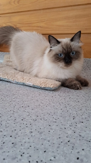 Neva masquarade sibirische Katze weiblich