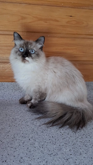 Neva masquarade Mädchen weiblich sibirische katze