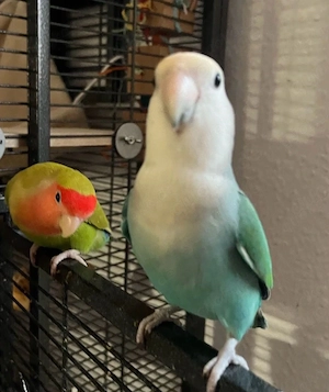 2 handzahme Rosenköpfchen