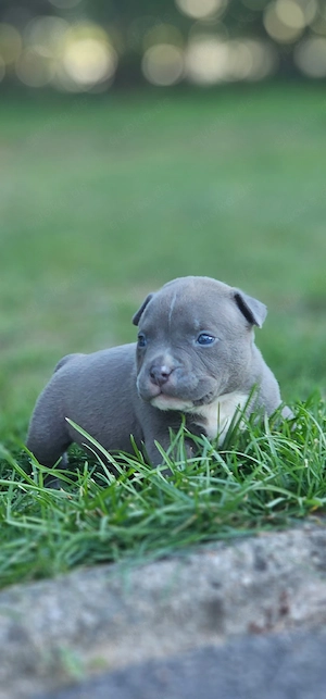 Erstklassige American Pocket Bully Welpen    