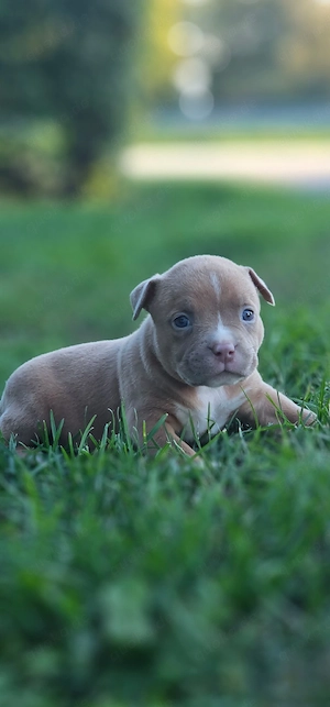 Erstklassige American Pocket Bully Welpen    