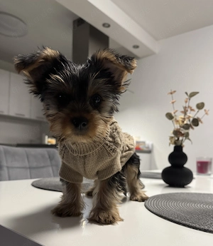 Yorkshire Terrier Welpe 