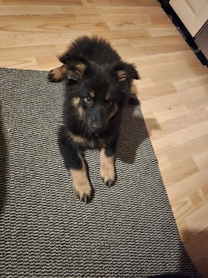 Verkaufe diesen kleinen Schäferhund 