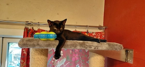 Junger Kater such Zuhause
