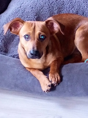 Charly (6) sucht neues Zuhause 