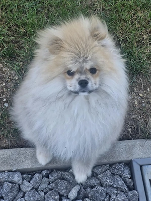 Süßer Pomeranian-Rüde sucht liebevolles Zuhause!   
