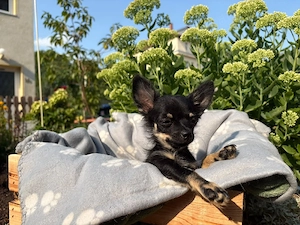 chihuahua reinrassig 