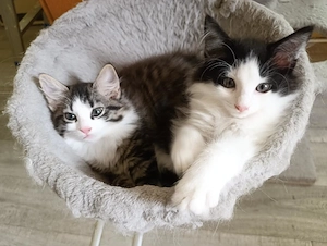Maine Coon Kitten