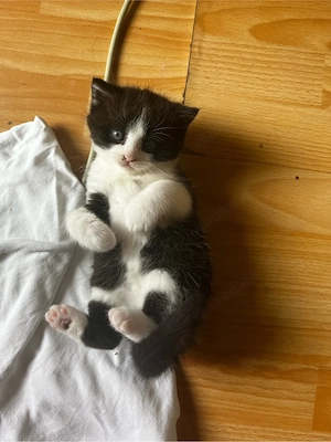    6 süße Katzenbabys suchen ein liebevolles Zuhause   