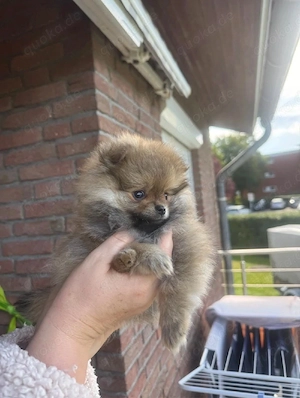 wunderschöne reinrassige pomeranian zwergschpitz welpen suchen ihr Zuhause