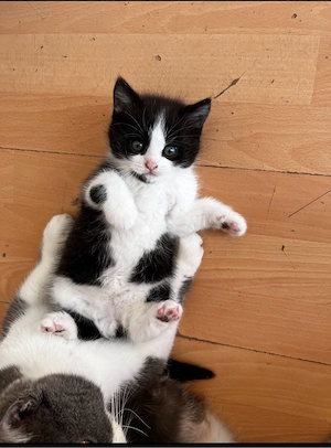 6 süße Katzenbabys suchen ein liebevolles