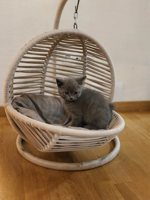 Letztes BKH Männchen 