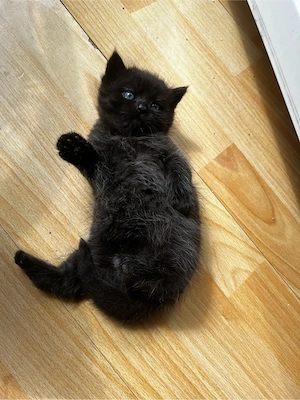 6 süße Katzenbabys suchen ein liebevolles