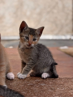 katzen .....
